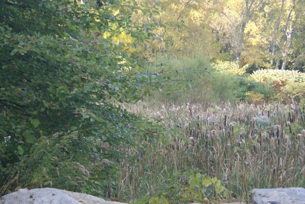 Afternoon Walk at Fresh Pond for Adults 50+